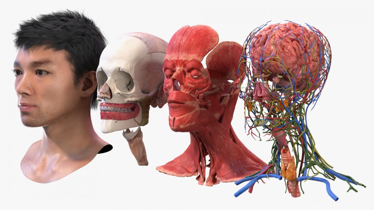 Head Anatomy Asian Man 3D