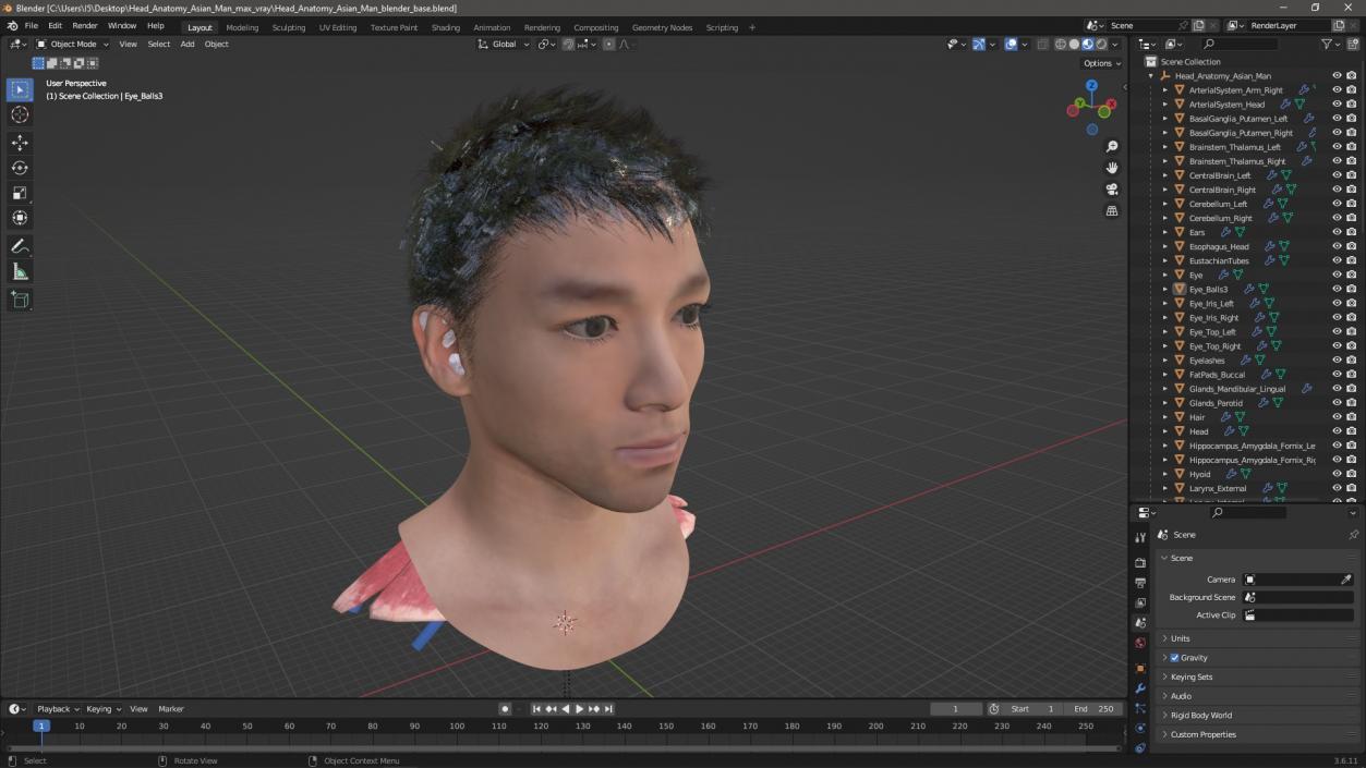 Head Anatomy Asian Man 3D