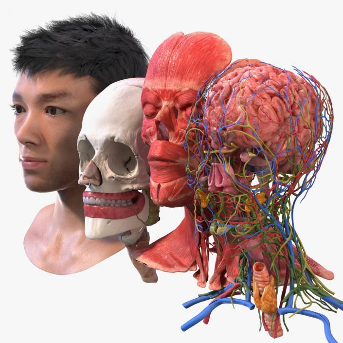 Head Anatomy Asian Man 3D