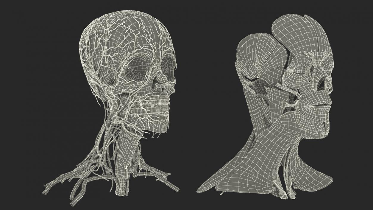 Head Anatomy Asian Man 3D