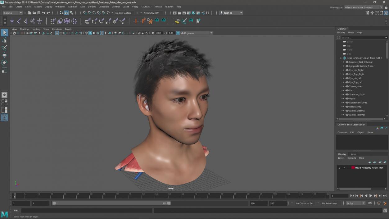 Head Anatomy Asian Man 3D