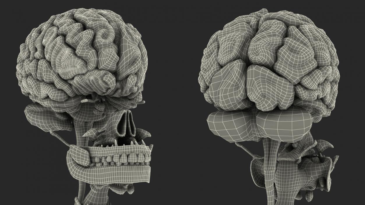 Head Anatomy Asian Man 3D