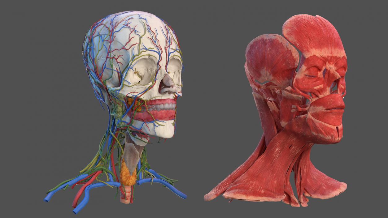 Head Anatomy Asian Man 3D