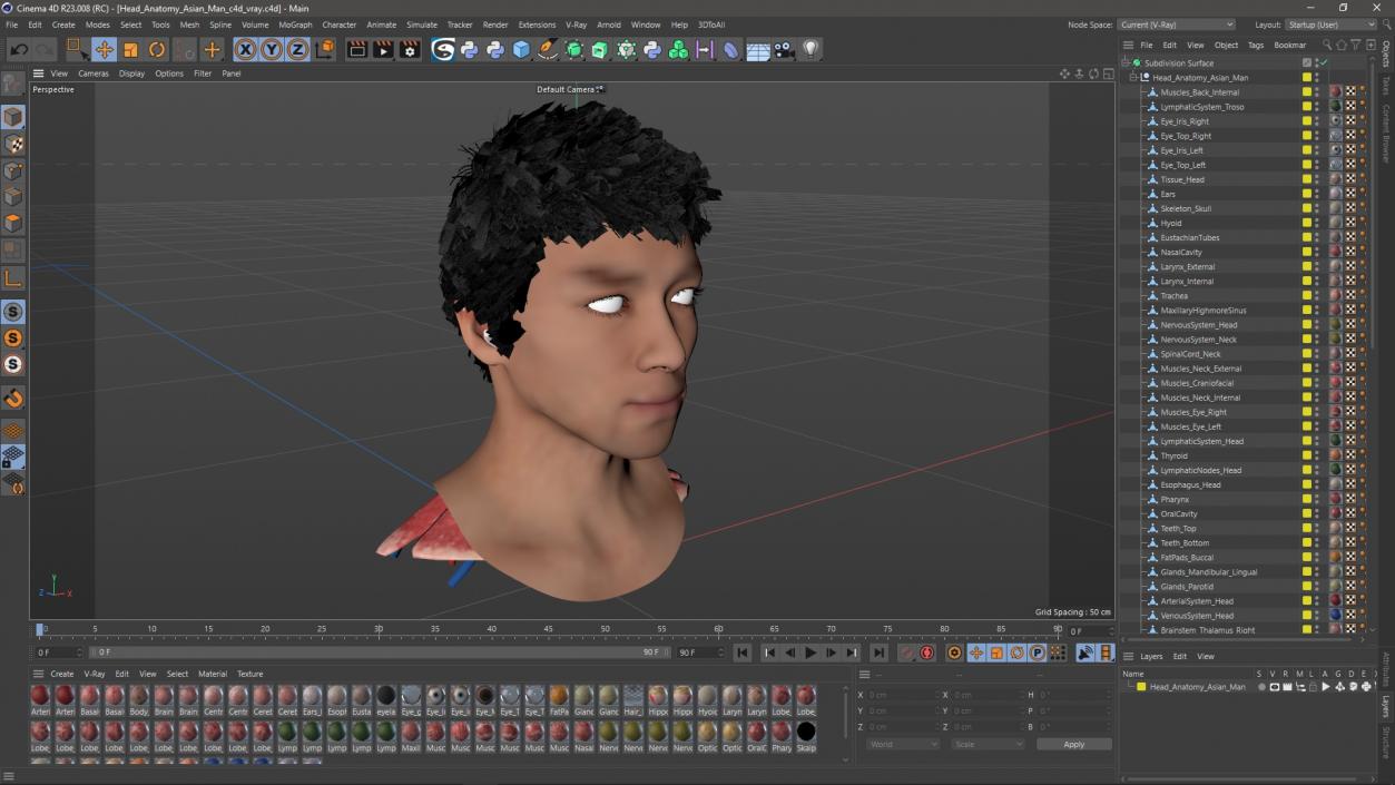 Head Anatomy Asian Man 3D