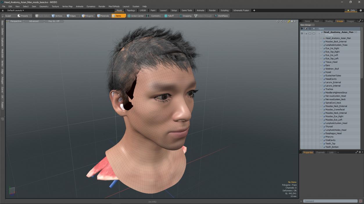 Head Anatomy Asian Man 3D