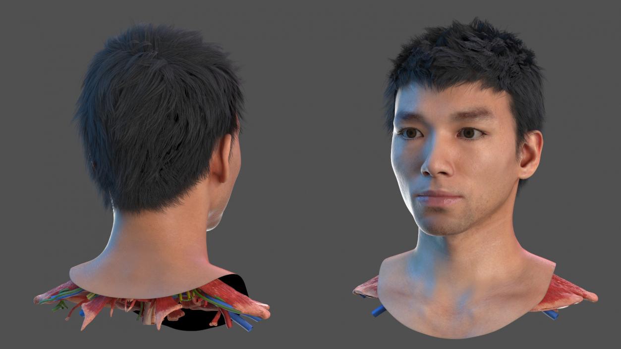 Head Anatomy Asian Man 3D