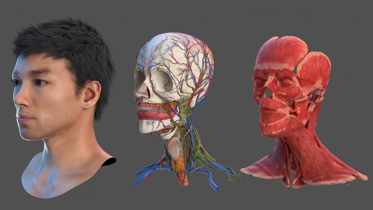 Head Anatomy Asian Man 3D