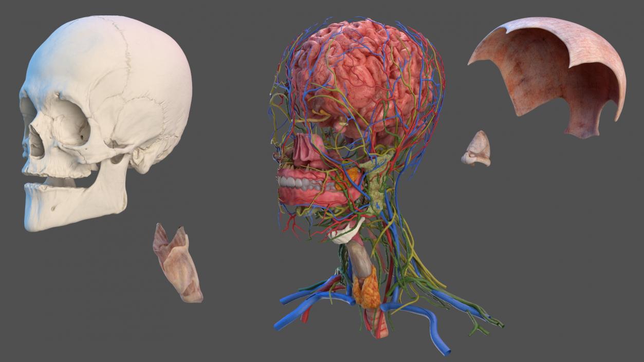 Head Anatomy Asian Man 3D