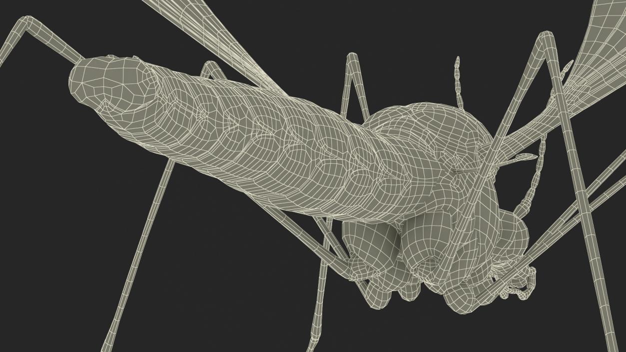 3D model Crane Fly Fur Rigged