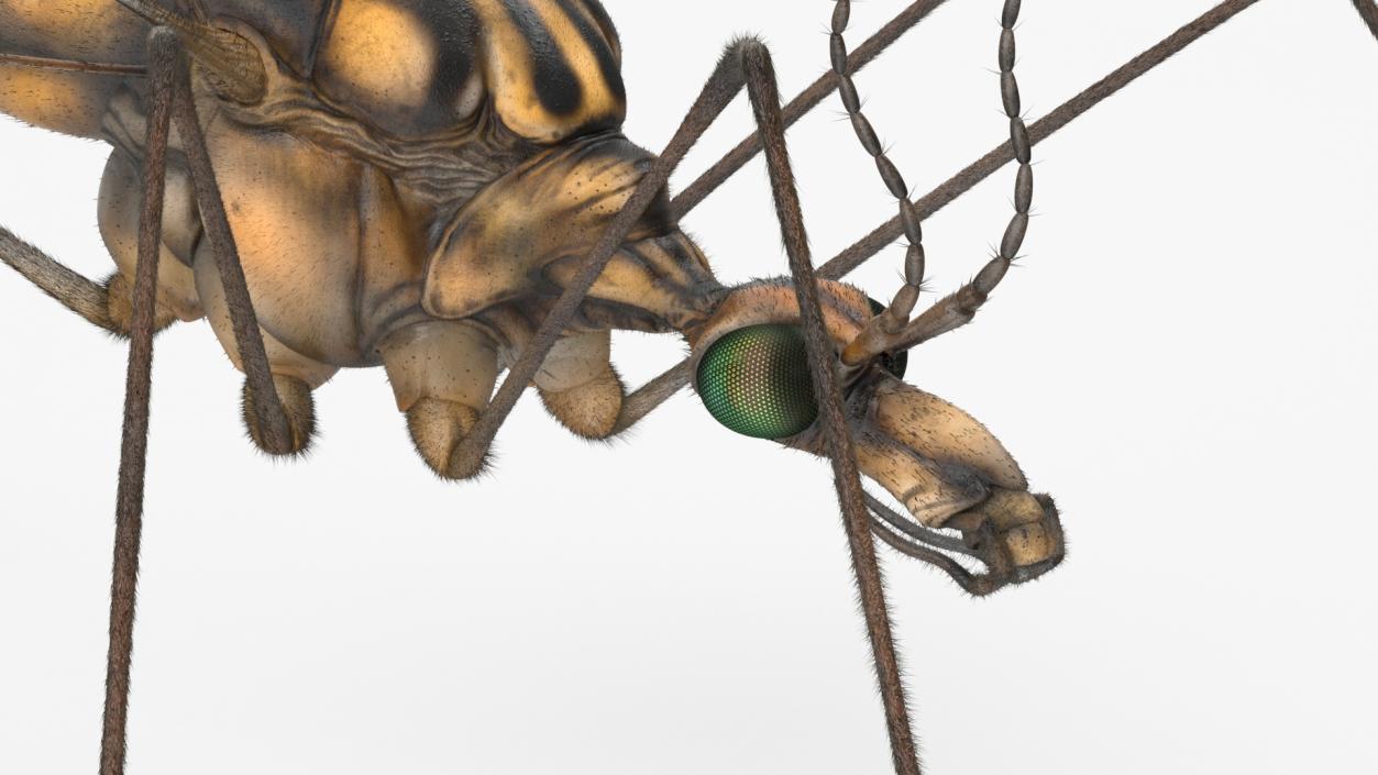 3D model Crane Fly Fur Rigged