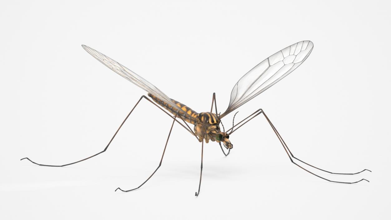 3D model Crane Fly Fur Rigged