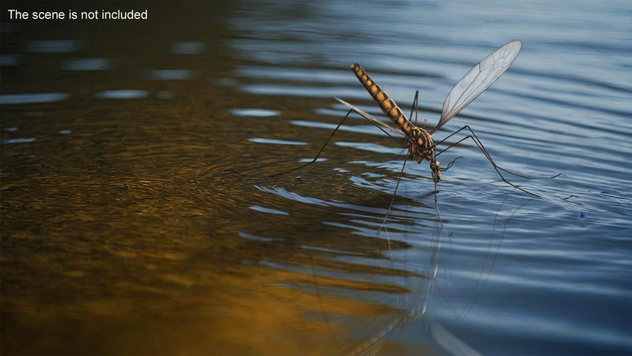 3D model Crane Fly Fur Rigged