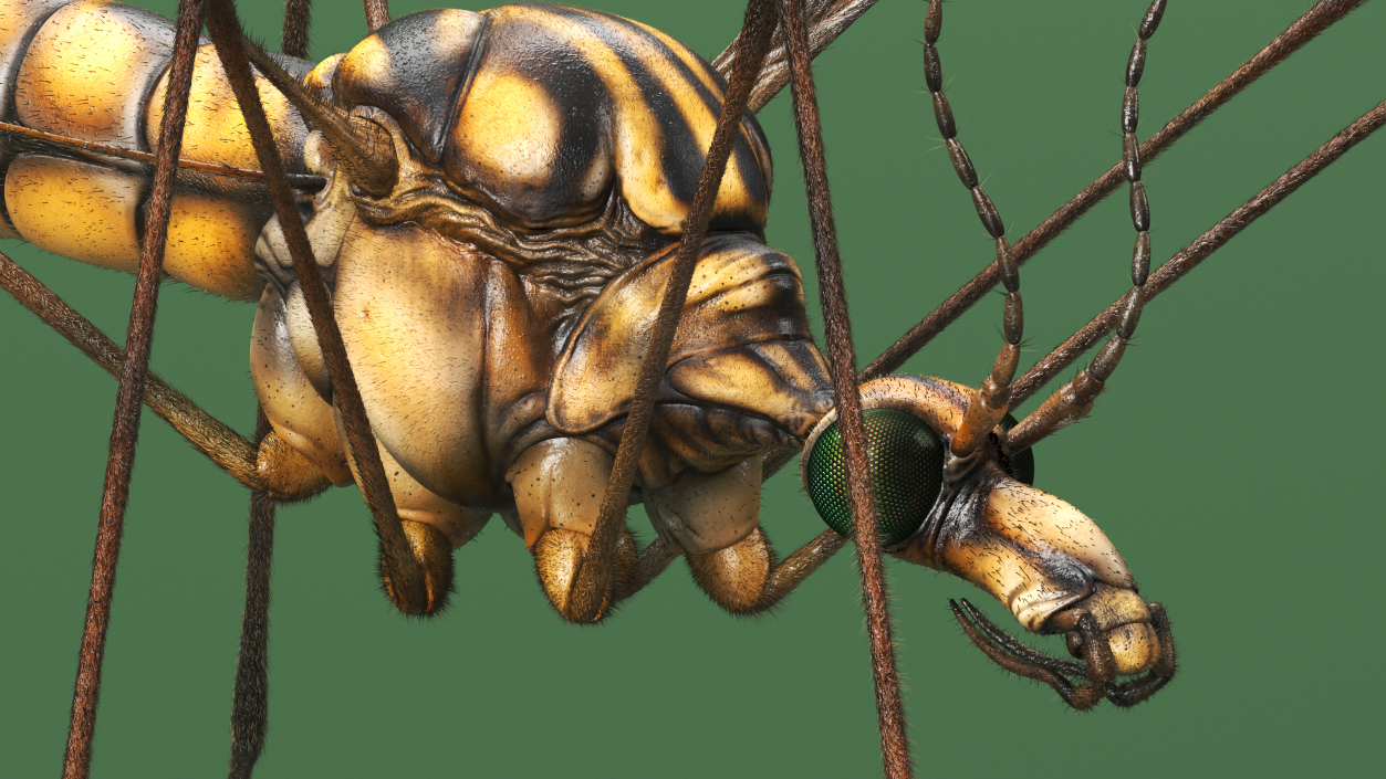 3D model Crane Fly Fur Rigged