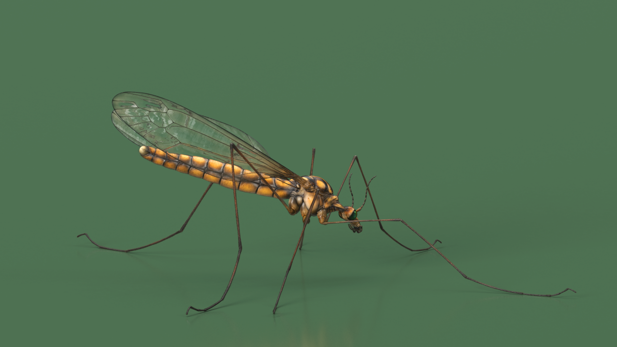 3D model Crane Fly Fur Rigged