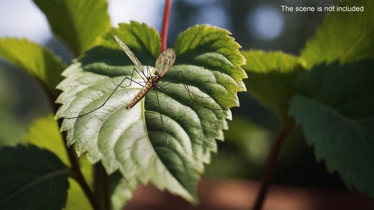 3D model Crane Fly Fur Rigged