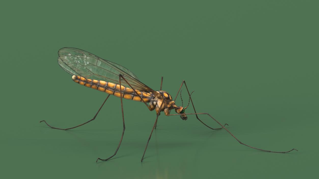 3D model Crane Fly Fur Rigged