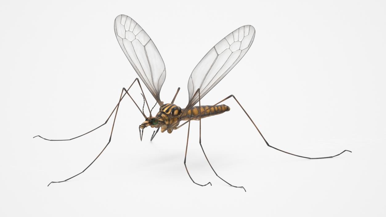 3D model Crane Fly Fur Rigged