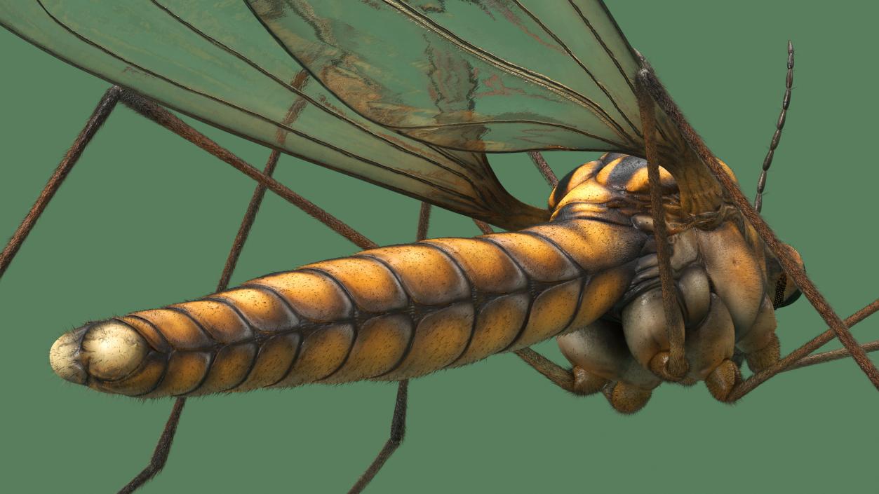 3D model Crane Fly Fur Rigged