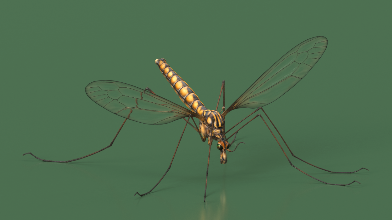 3D model Crane Fly Fur Rigged