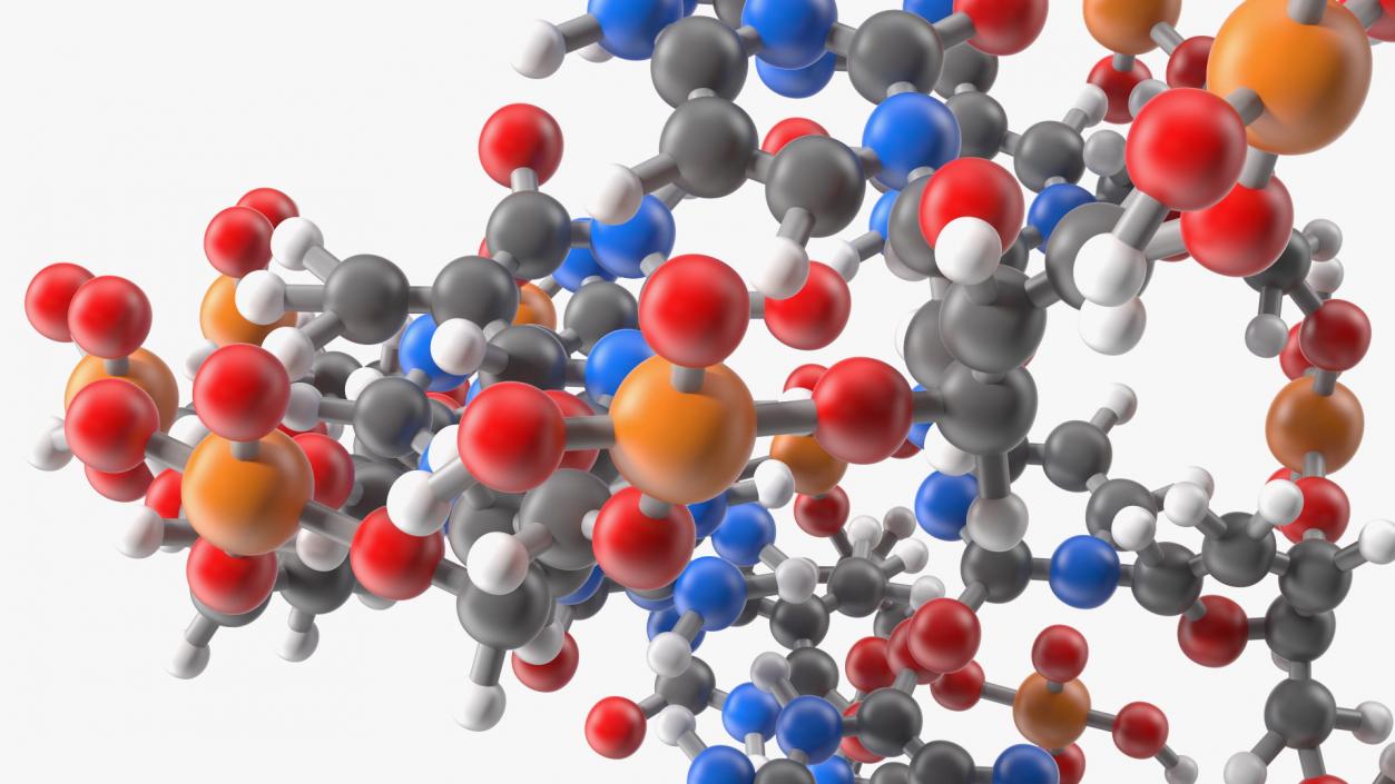 3D model B Form DNA Structure