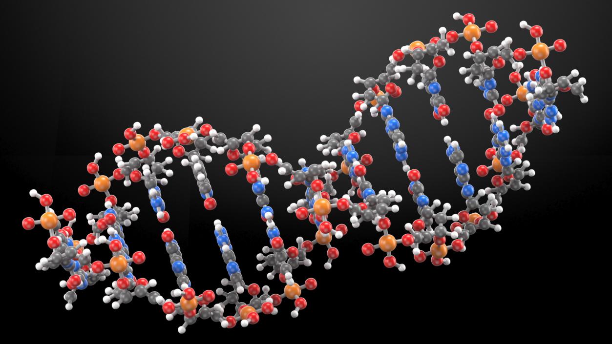 3D model B Form DNA Structure