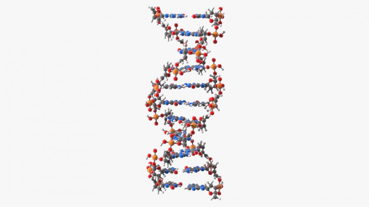 3D model B Form DNA Structure