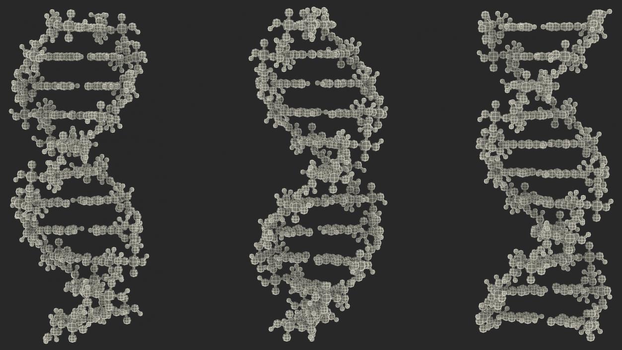 3D model B Form DNA Structure