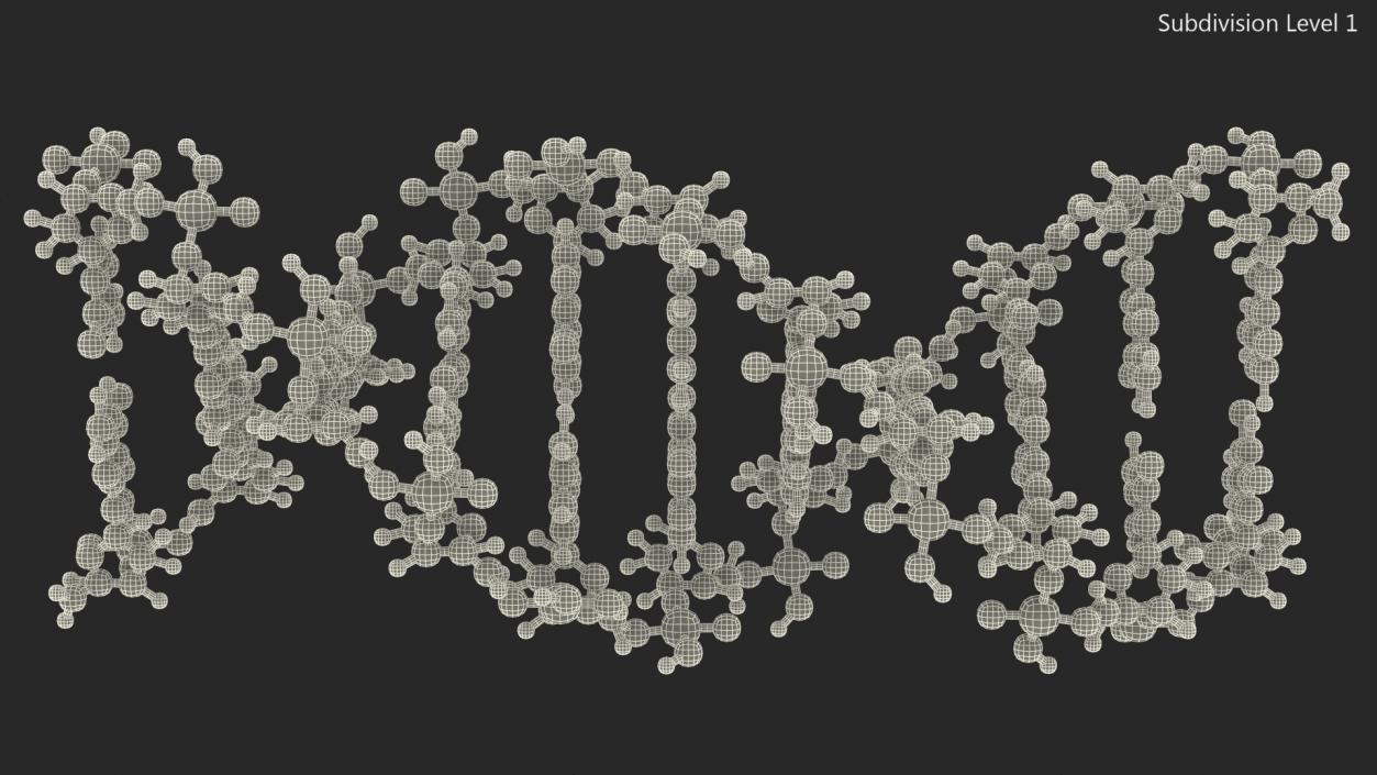 3D model B Form DNA Structure