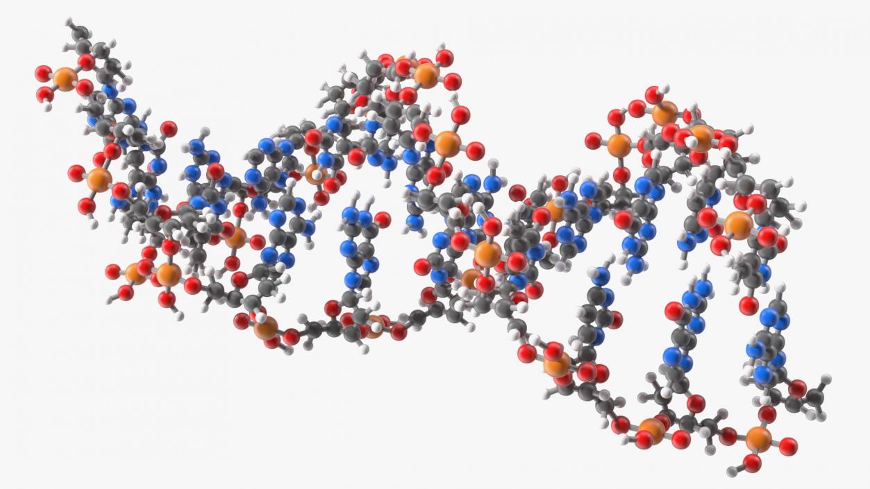 3D model B Form DNA Structure