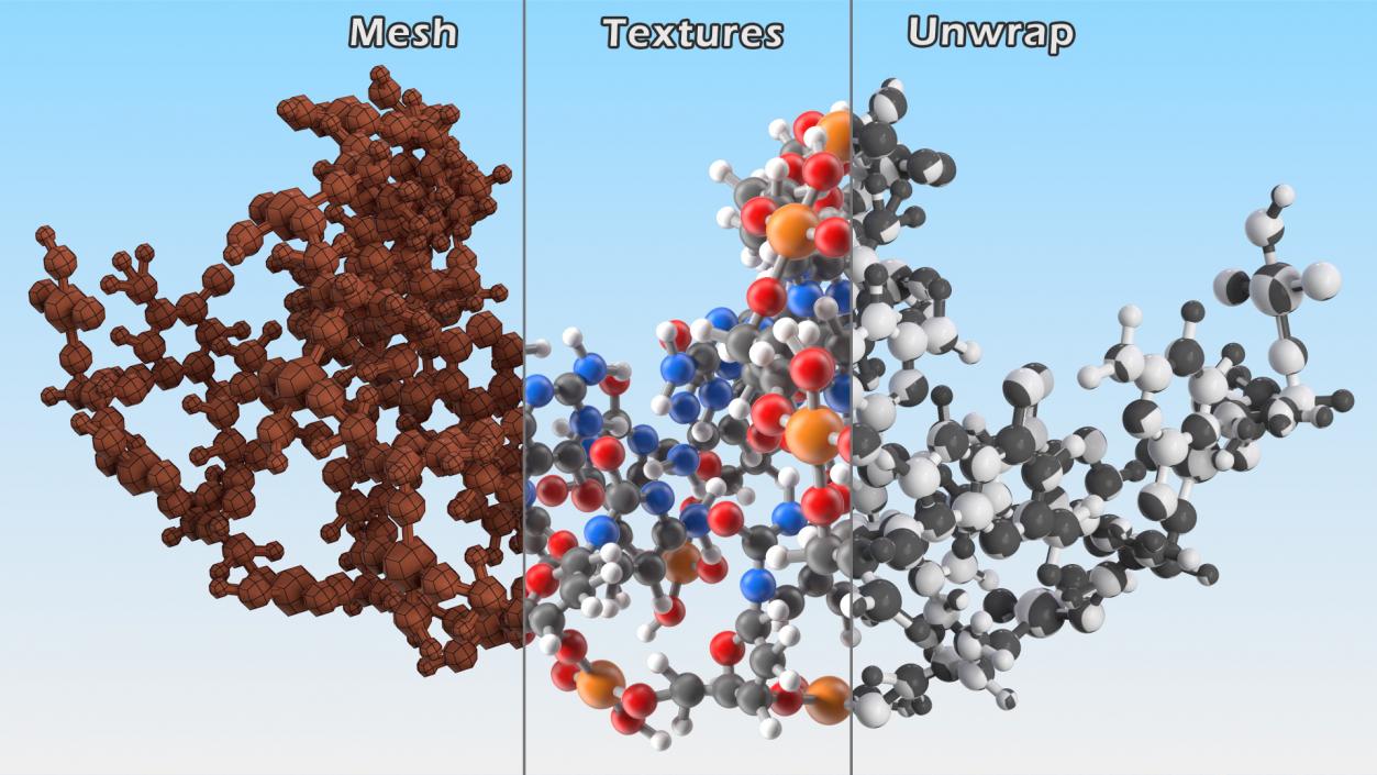 3D model B Form DNA Structure