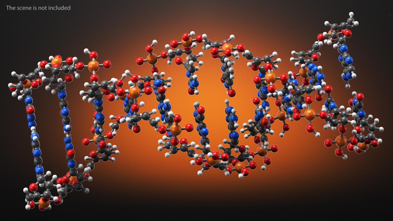 3D model B Form DNA Structure