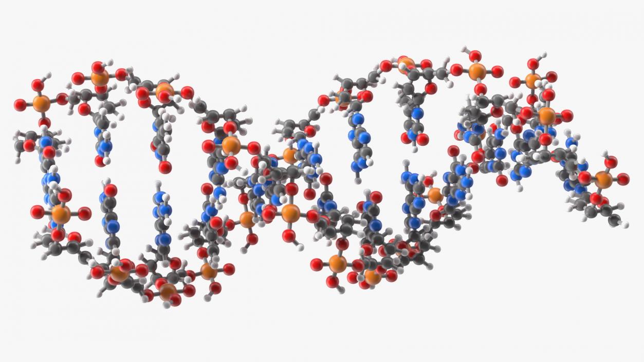 3D model B Form DNA Structure