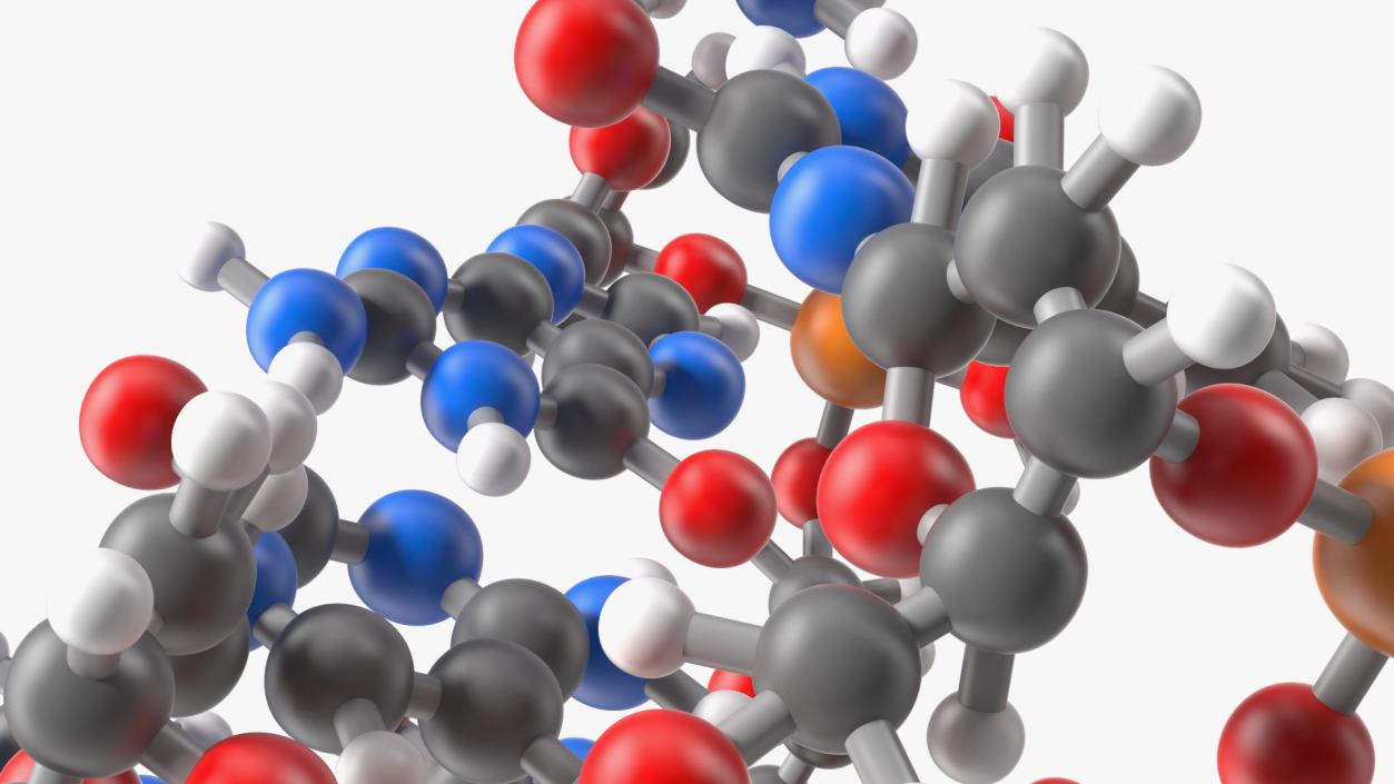 3D model B Form DNA Structure