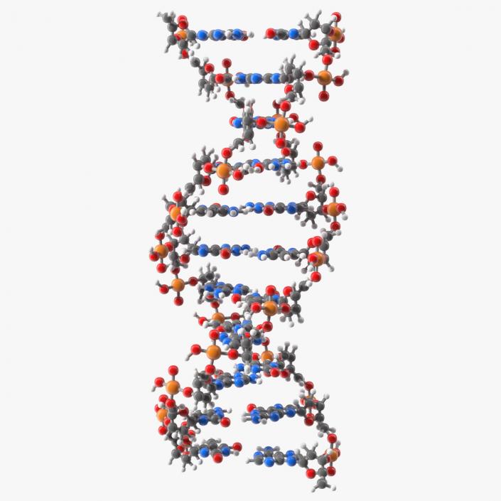 3D model B Form DNA Structure