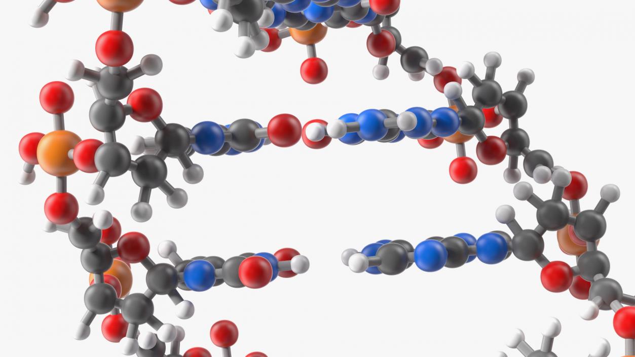 3D model B Form DNA Structure