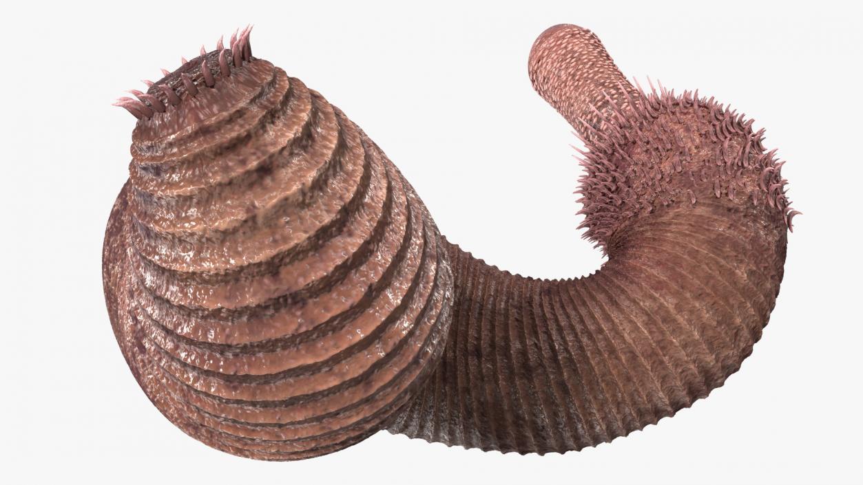 Ottoia Relict Marine Worm Fossil 3D