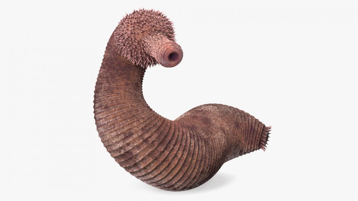 Ottoia Relict Marine Worm Fossil 3D