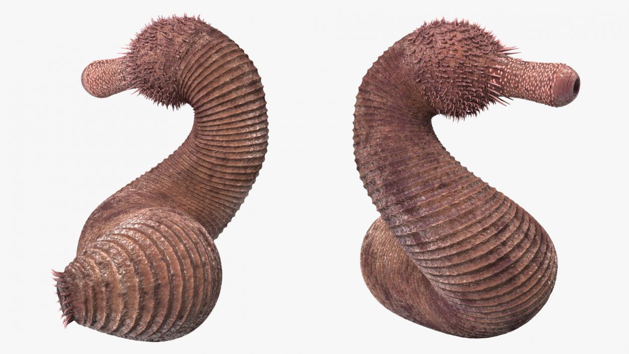 Ottoia Relict Marine Worm Fossil 3D