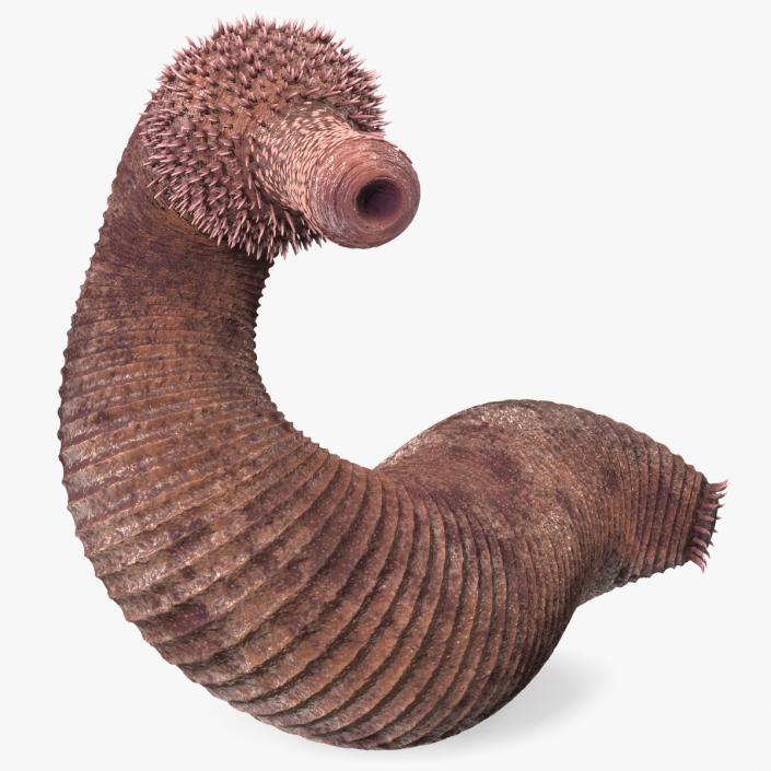 Ottoia Relict Marine Worm Fossil 3D