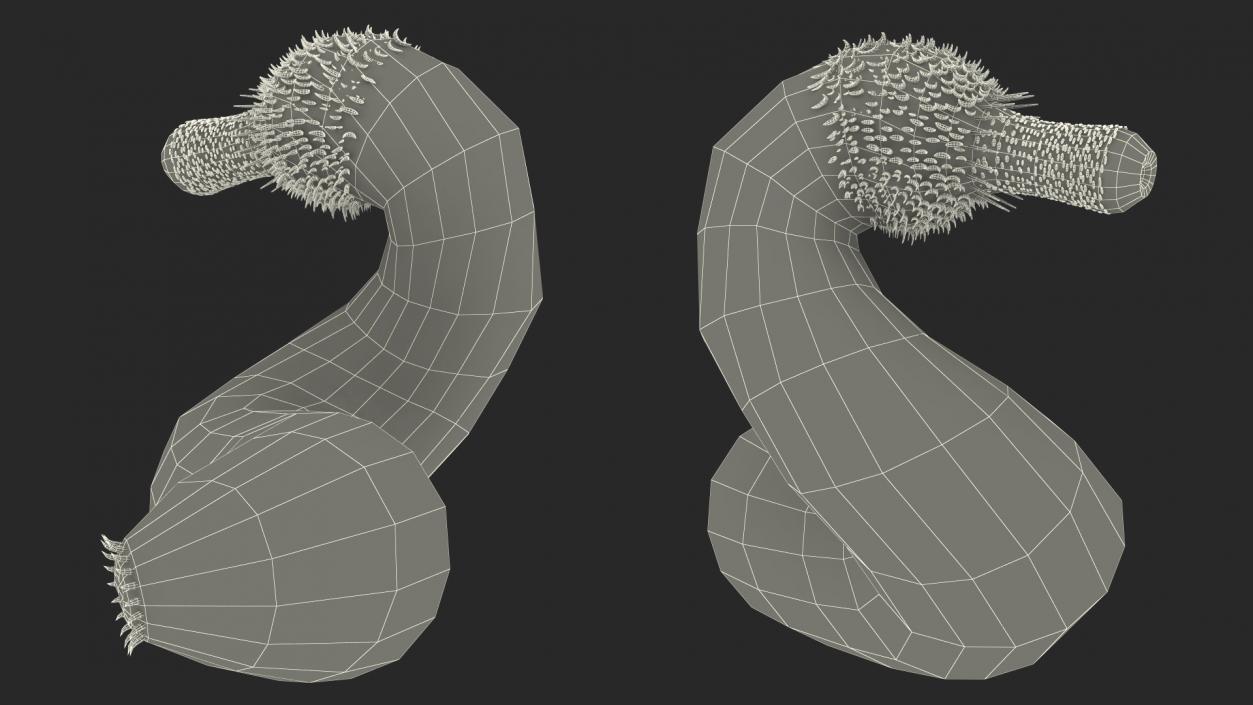 Ottoia Relict Marine Worm Fossil 3D