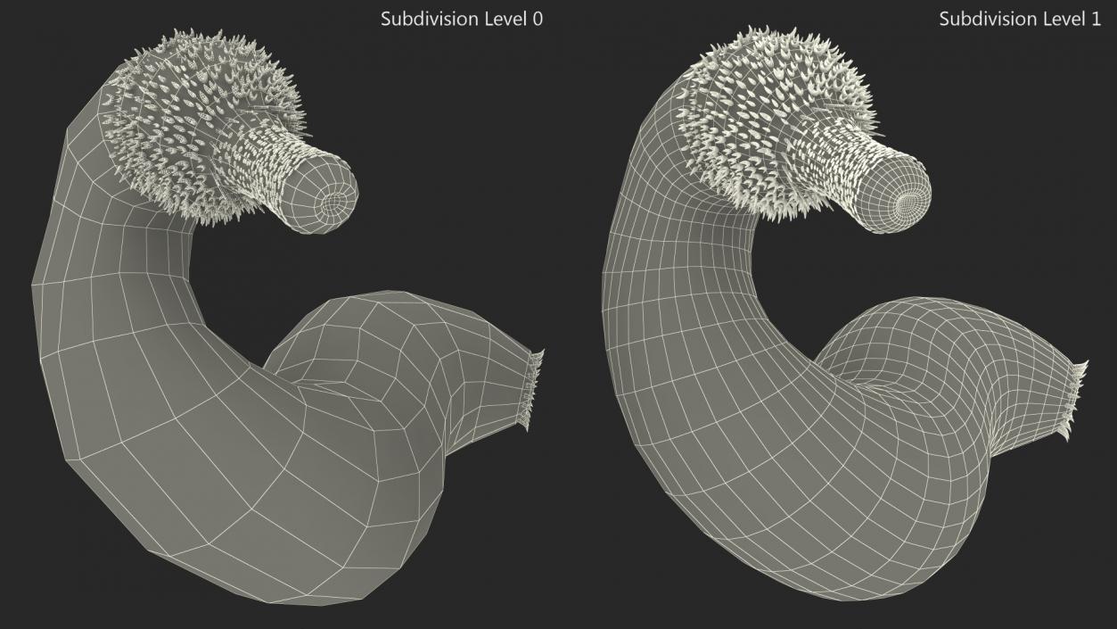 Ottoia Relict Marine Worm Fossil 3D