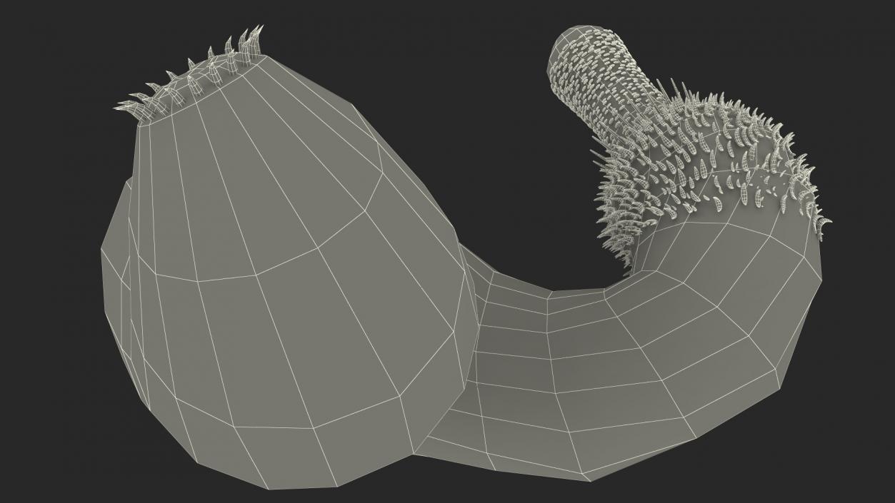 Ottoia Relict Marine Worm Fossil 3D