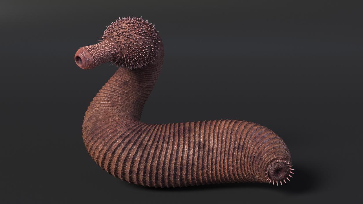 Ottoia Relict Marine Worm Fossil 3D