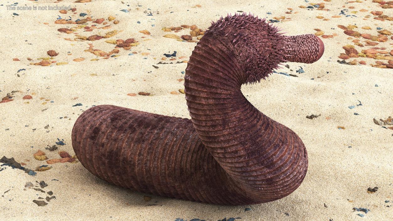 Ottoia Relict Marine Worm Fossil 3D