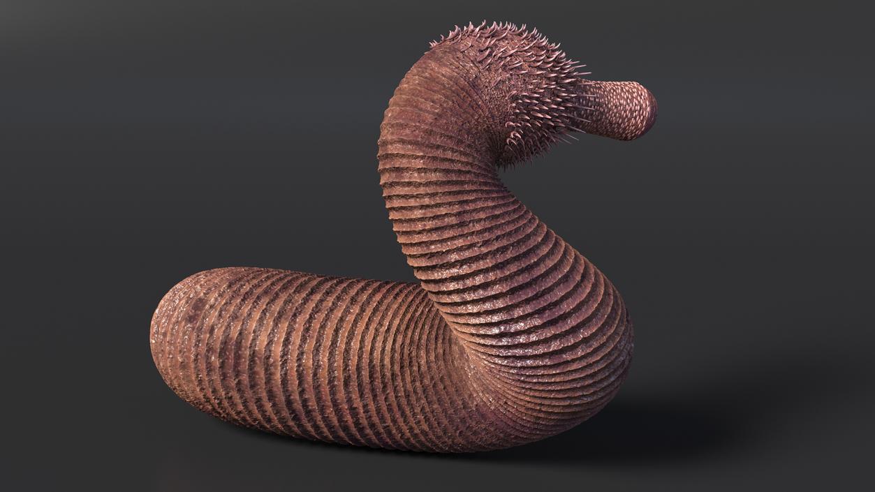 Ottoia Relict Marine Worm Fossil 3D