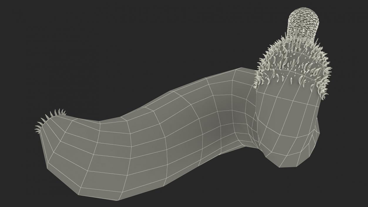 Ottoia Relict Marine Worm Fossil 3D