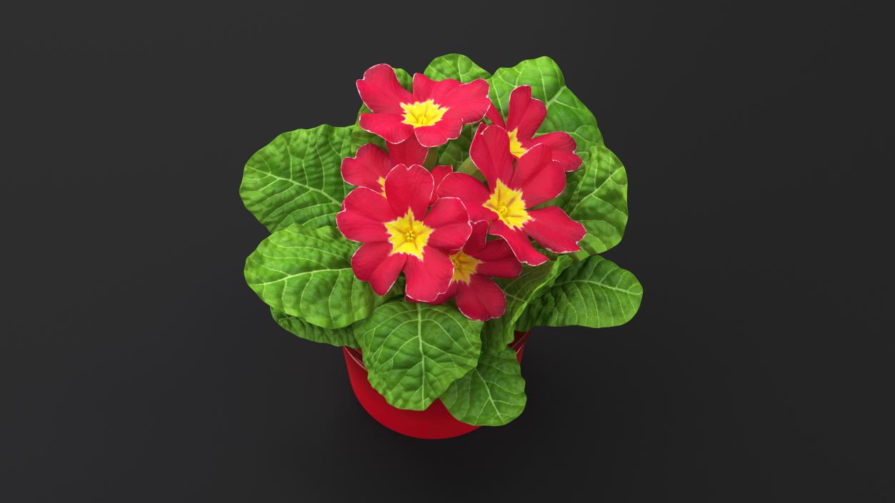 Red Potted Primrose 3D model