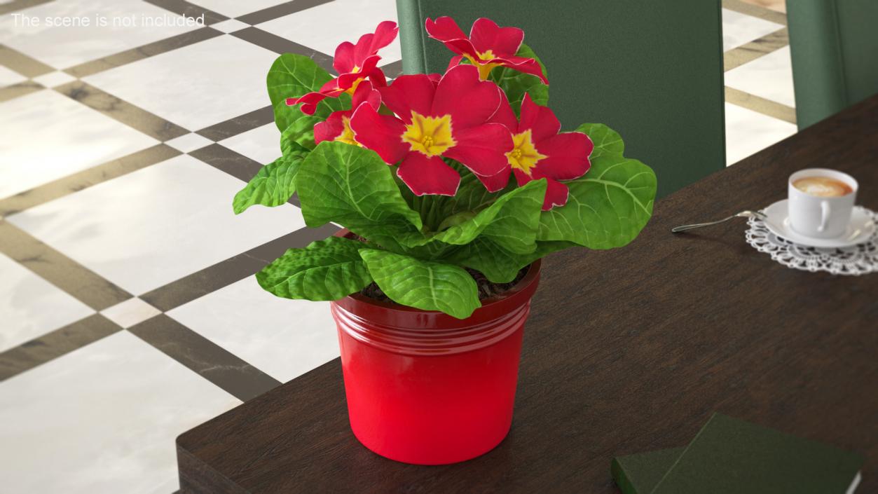 Red Potted Primrose 3D model