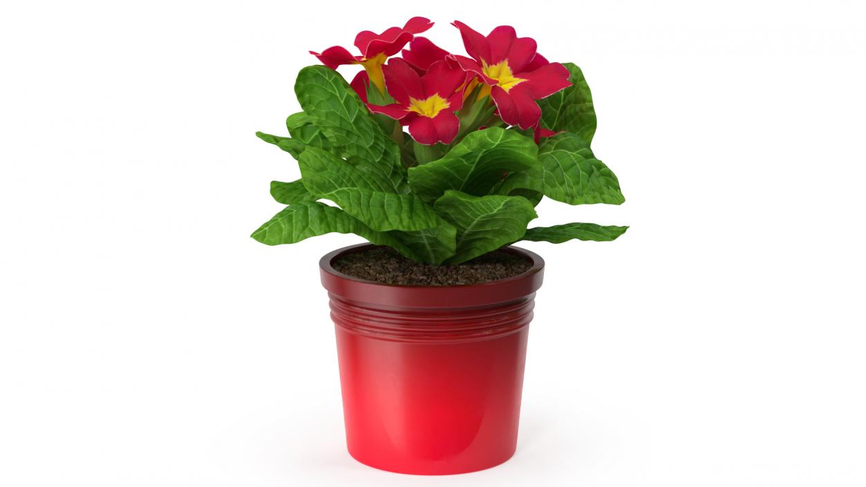 Red Potted Primrose 3D model