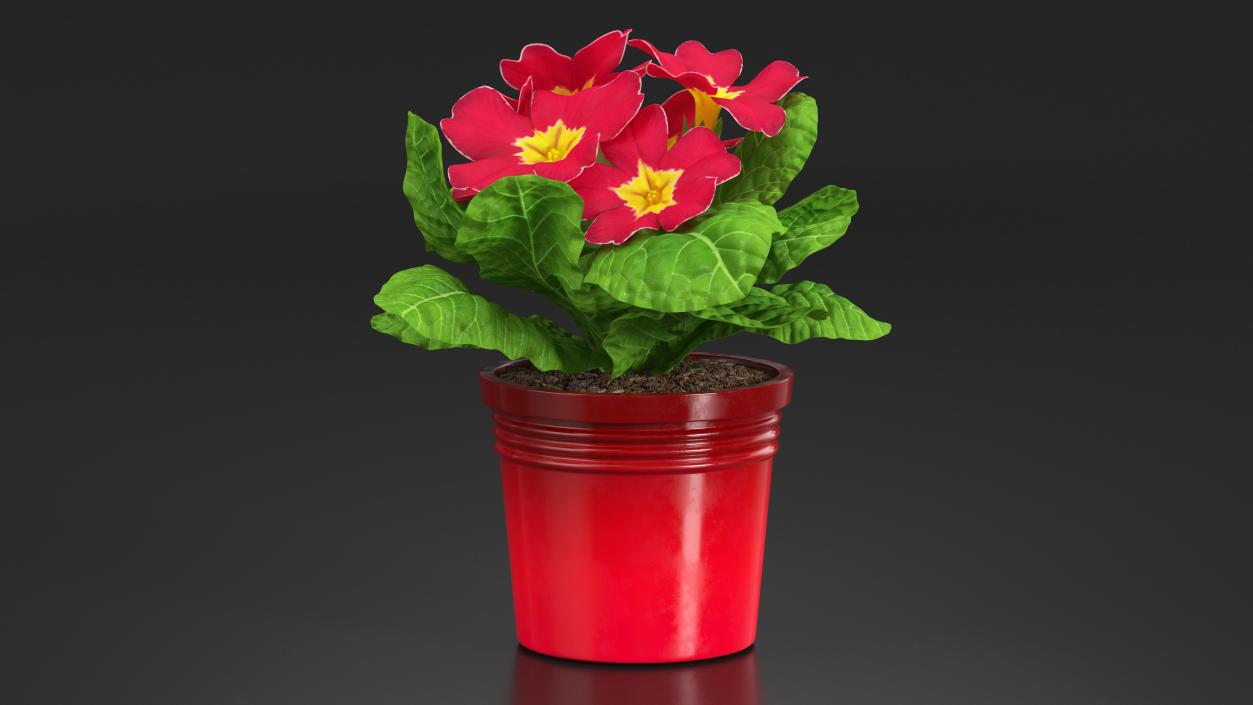 Red Potted Primrose 3D model